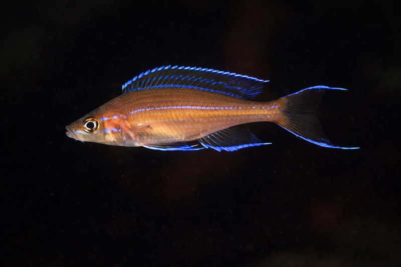 Paracyprichromis nigripinnis 'Kombe'